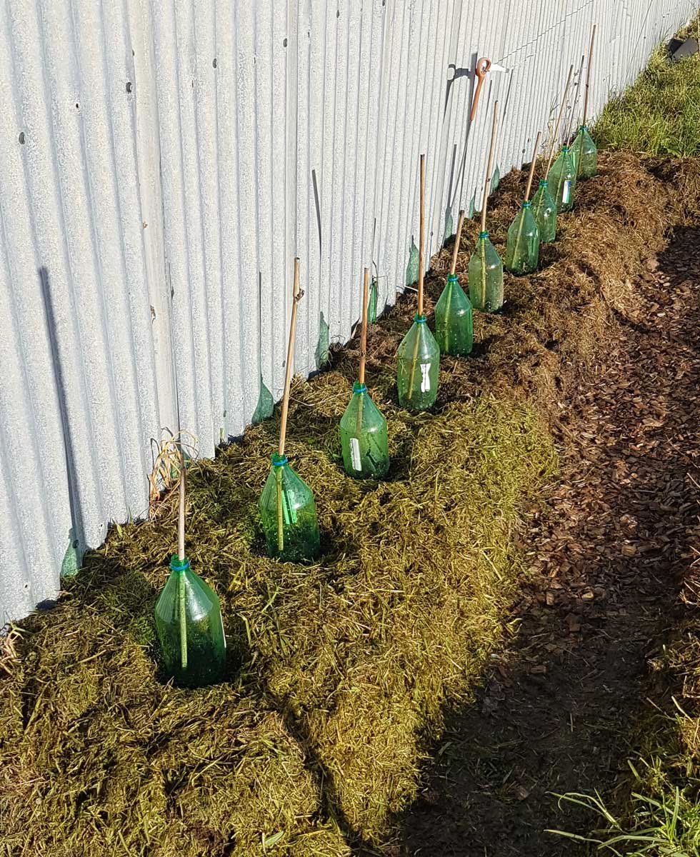 Soda bottle greenhouses over germinating pea seeds