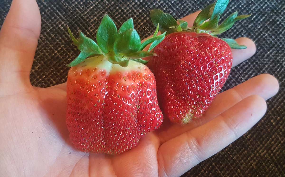 large homegrown strawberries in a hand