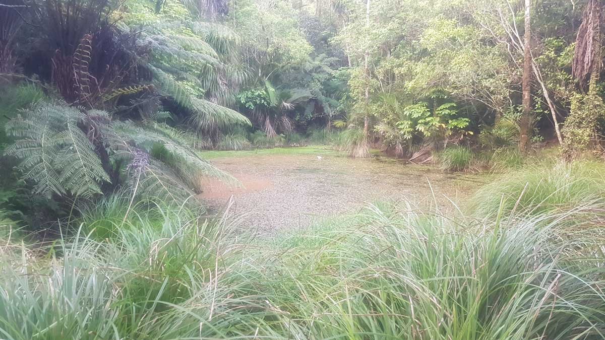 Pond surrounded by NZ Native Bush