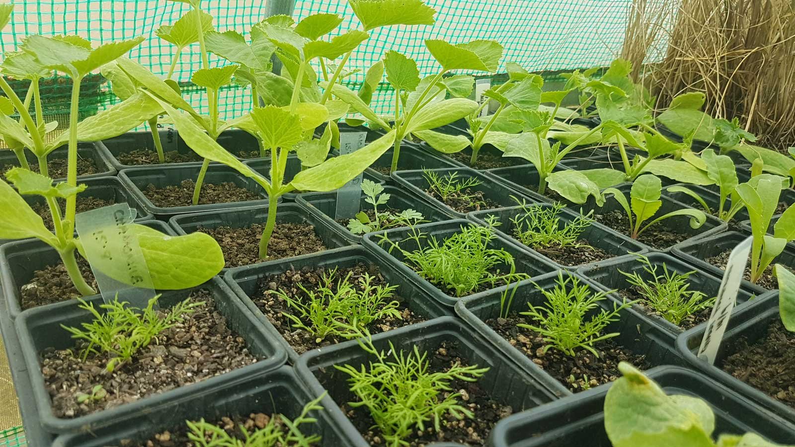 Seedlings growing in a greenhouse. Seedlings growing in a greenhouse.