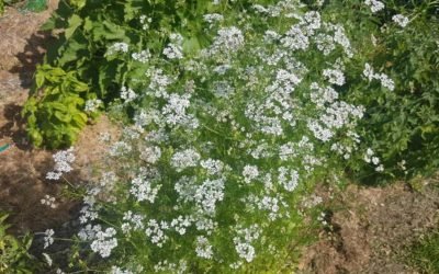 Constant Coriander