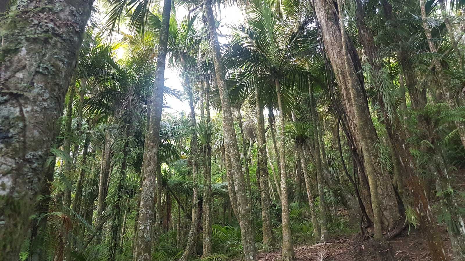 New Zealand Native Forest
