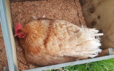 New chick in town