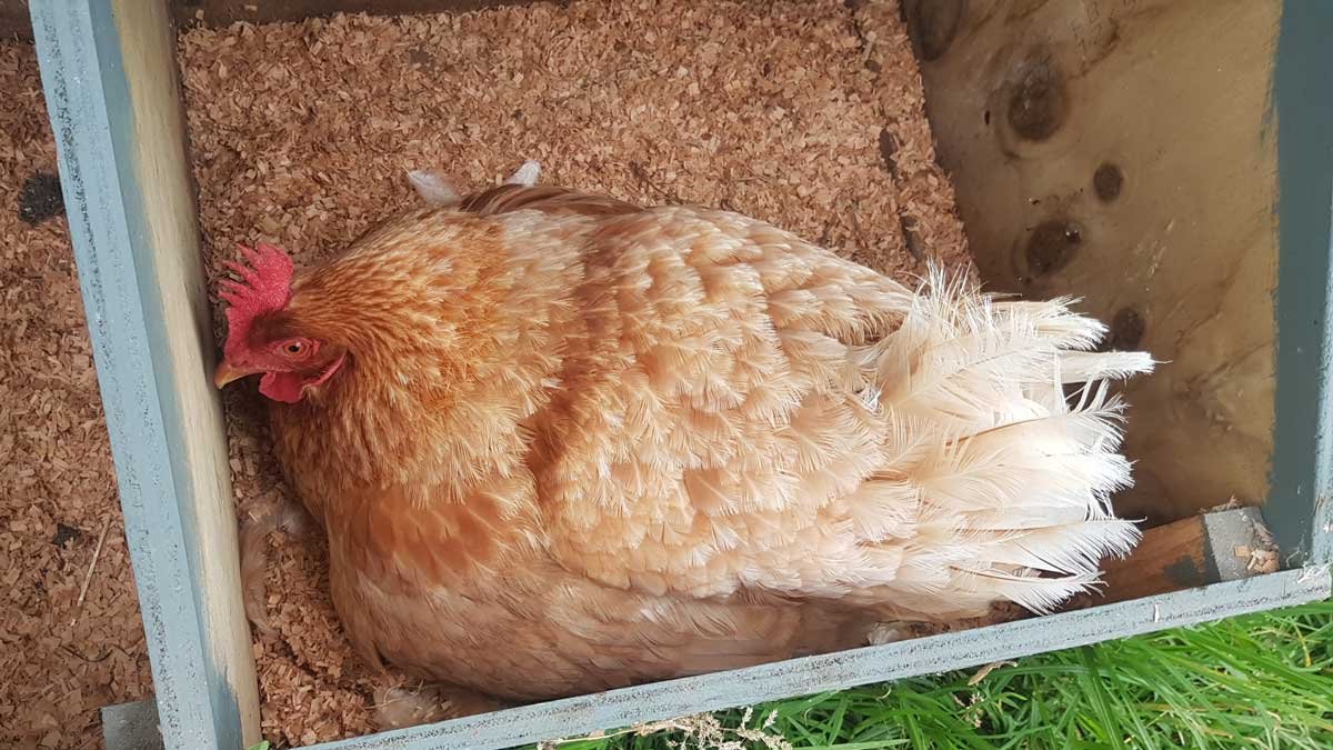 Lady Gaga the broody chicken