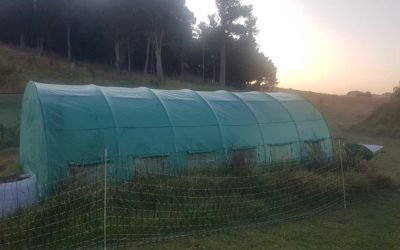 What’s in the greenhouse?