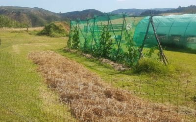 Making hay (while the sun shines)