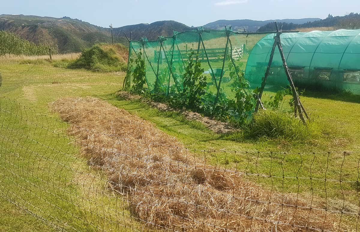 Pile of hay drying in the sun
