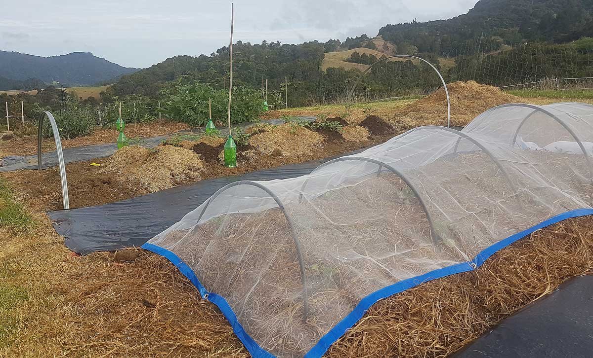 The first three beds of my garden, flourishing