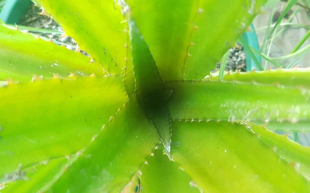 Inside a pineapple plant