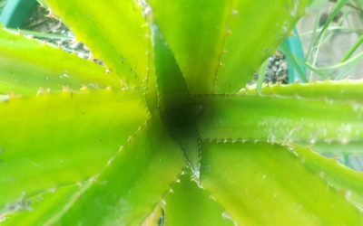 A proliferation of pineapples