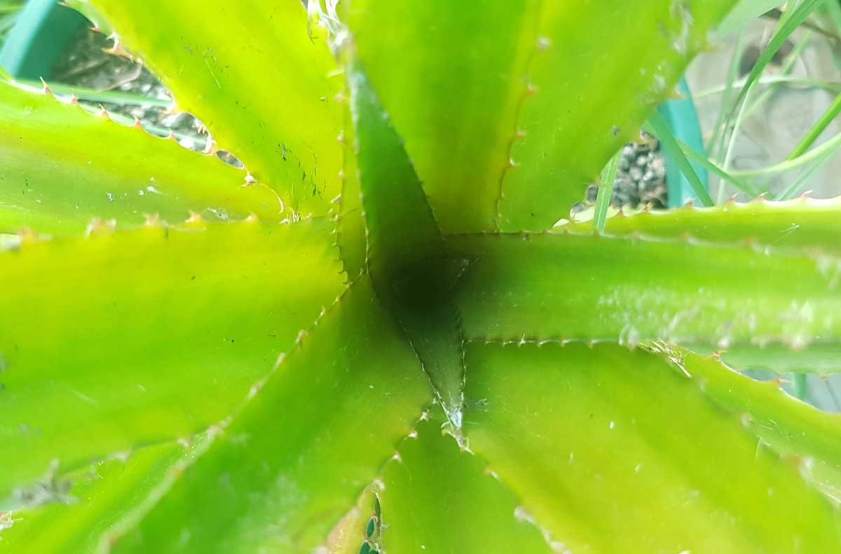 Inside a pineapple plant