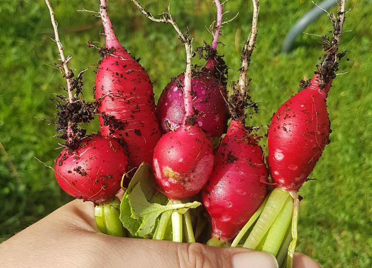 a handful of radishes