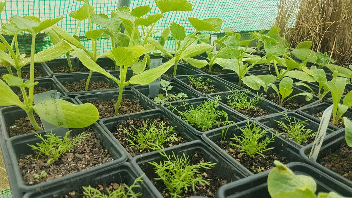 Healthy seedlings