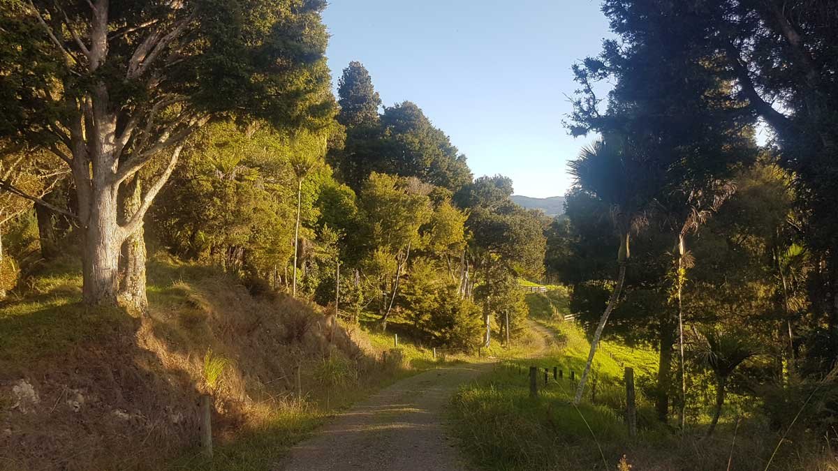 Looking down our driveway as the sun sets