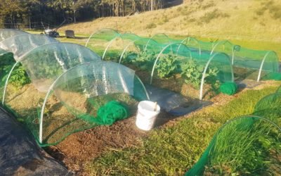 Lockdown week two: feeling down, gardening anyway