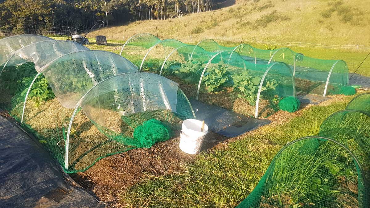 my garden during the 2020 lockdown