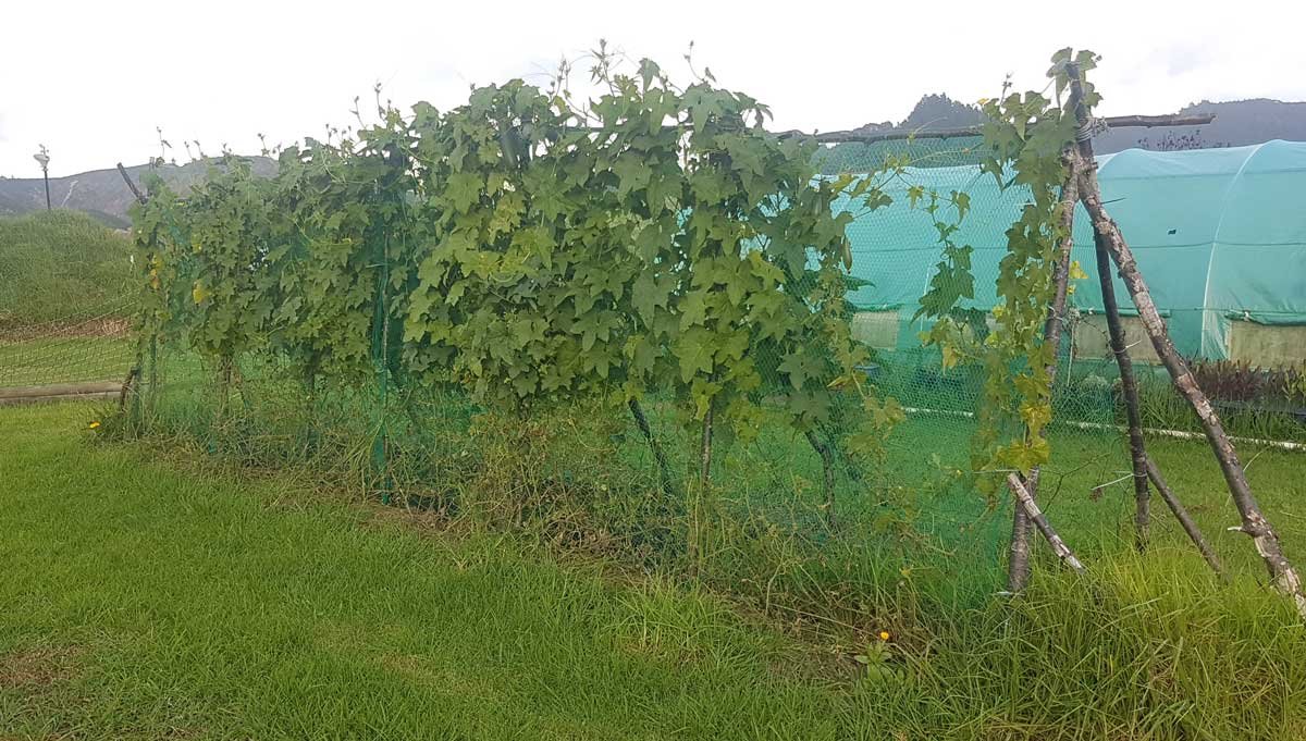Luffa garden