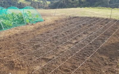 Growing garlic