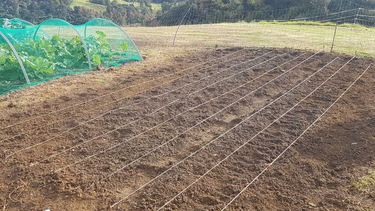 2020 Orotere garlic bed