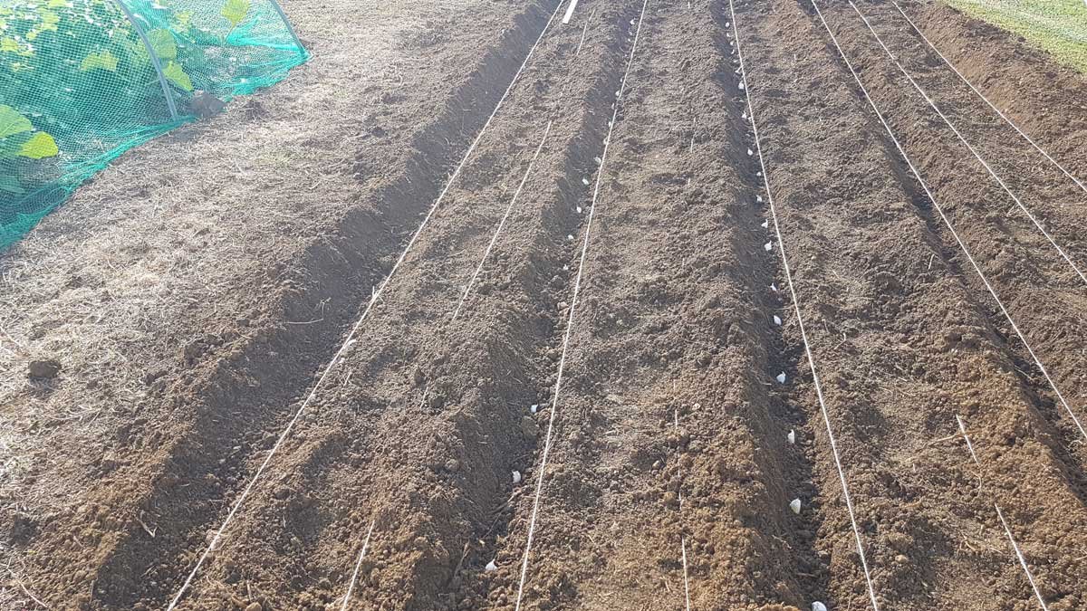 Garlic planted in rows