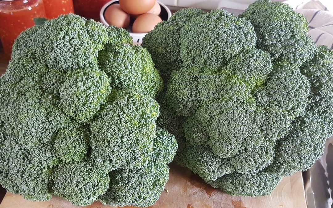Brilliant broccoli, grown 2020