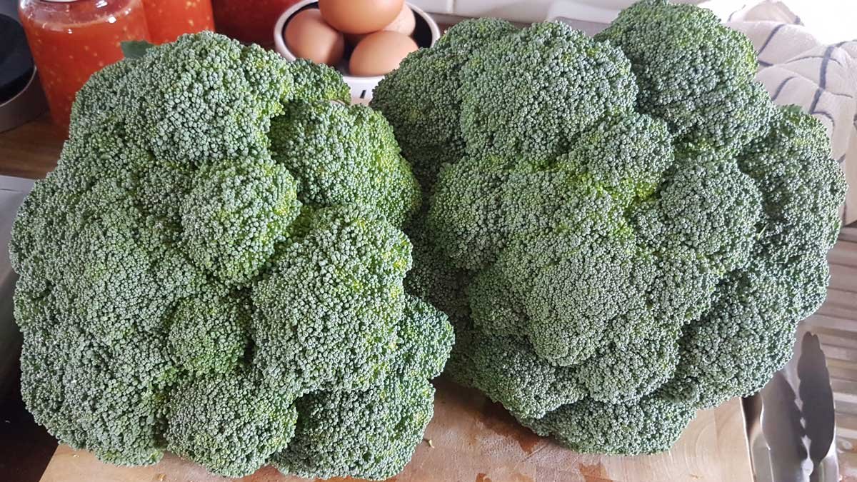 Brilliant broccoli, grown 2020