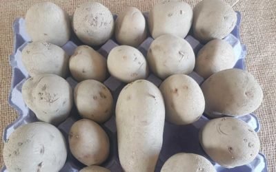 Cliff Kidney seed potatoes ready for chitting Cliff Kidney seed potatoes ready for chitting