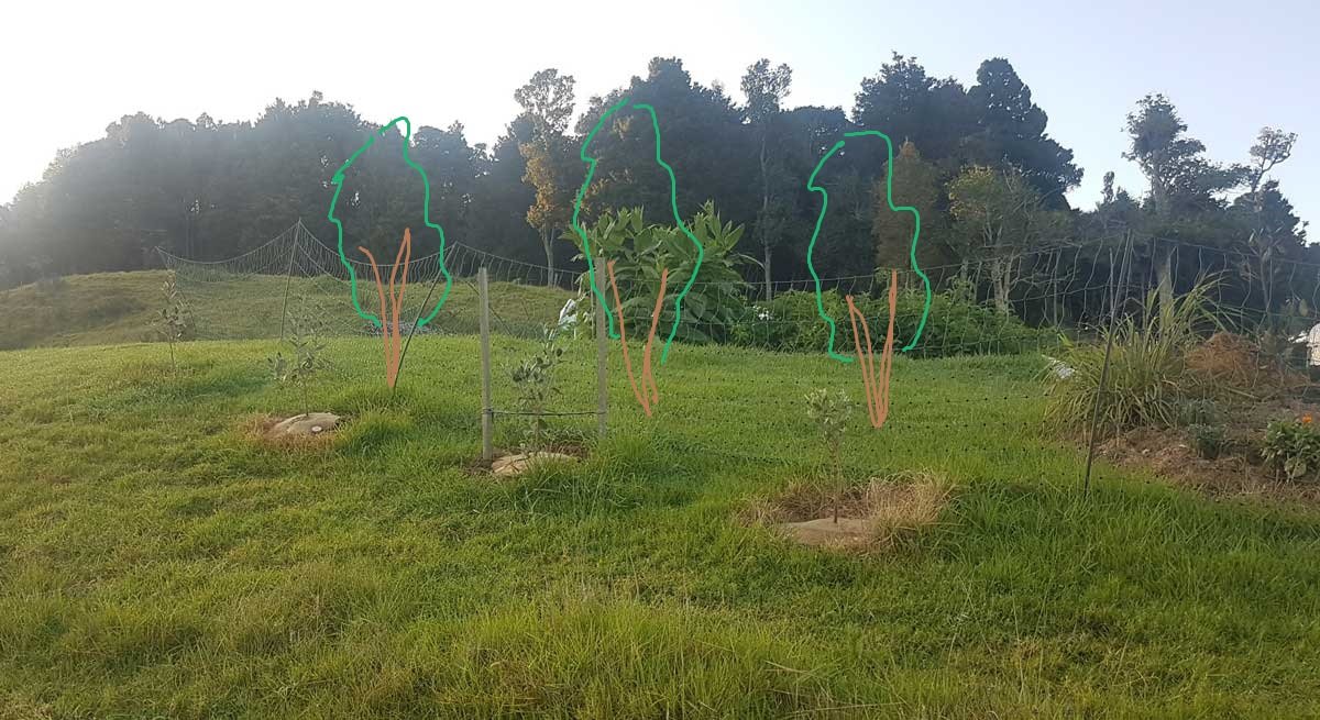 Artist impression future feijoas Artist impression future feijoas