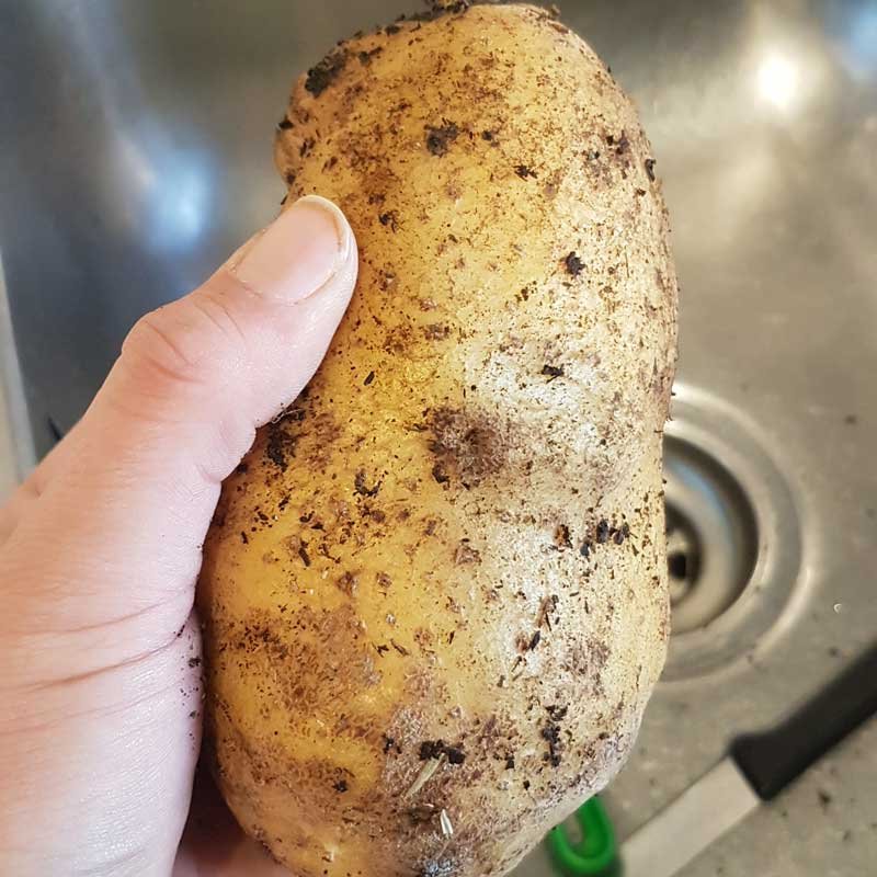 Giant potato