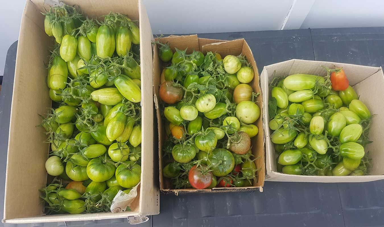 Boxes of green tomatoes