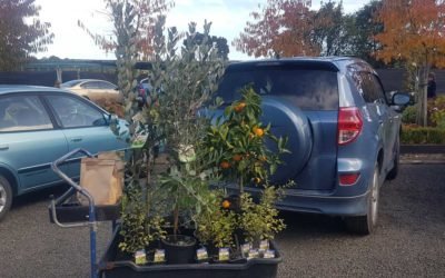 Return of the garden center