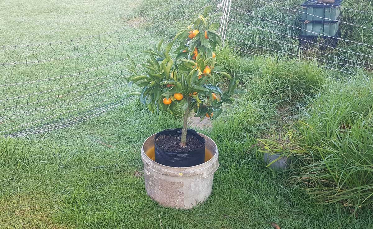 Mandarin tree