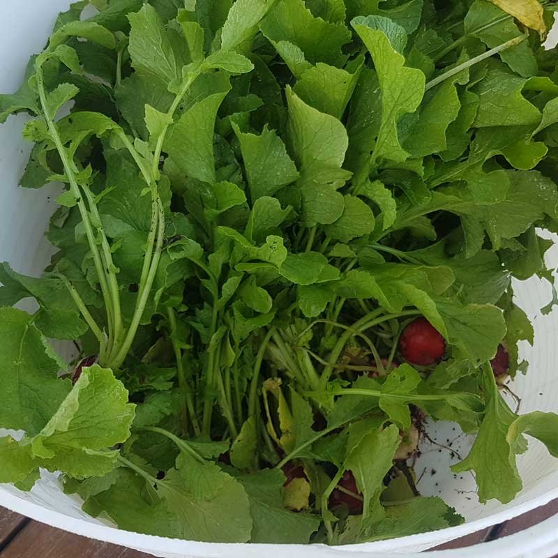 Many radishes, mostly leaves