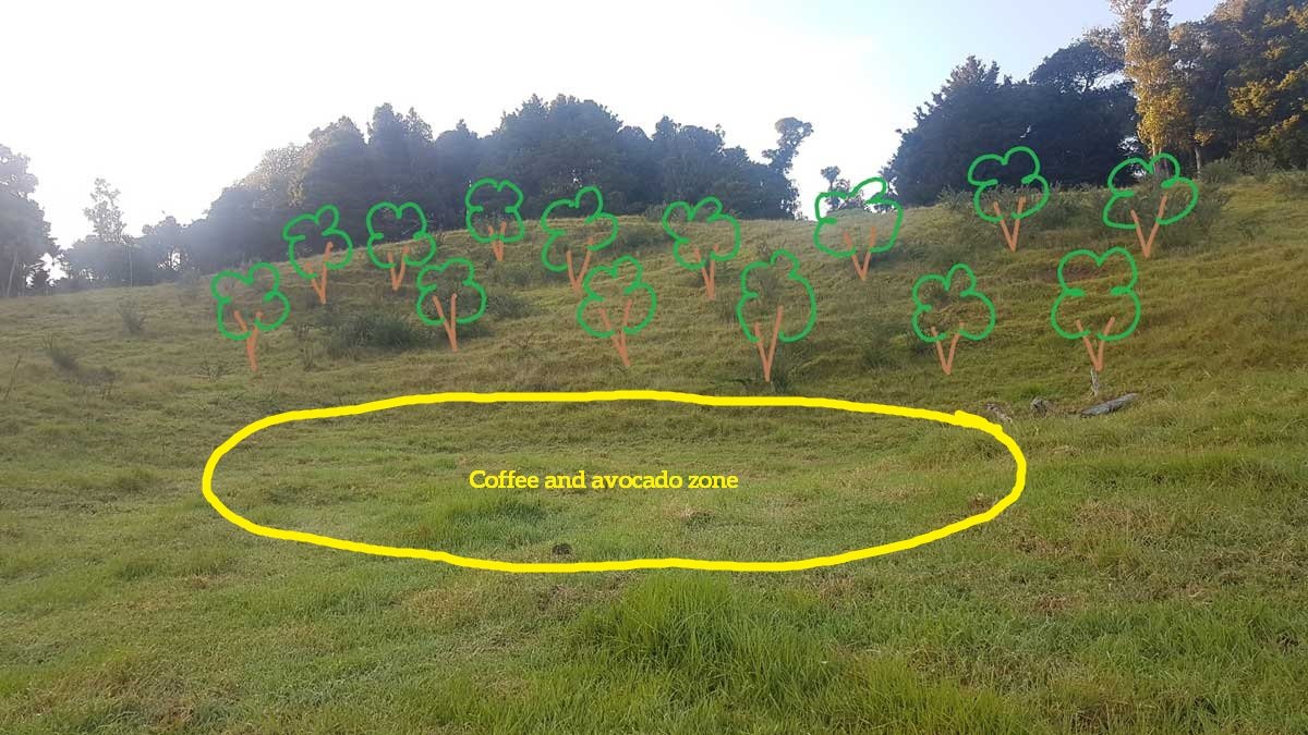 Artists impression of my future olive grove