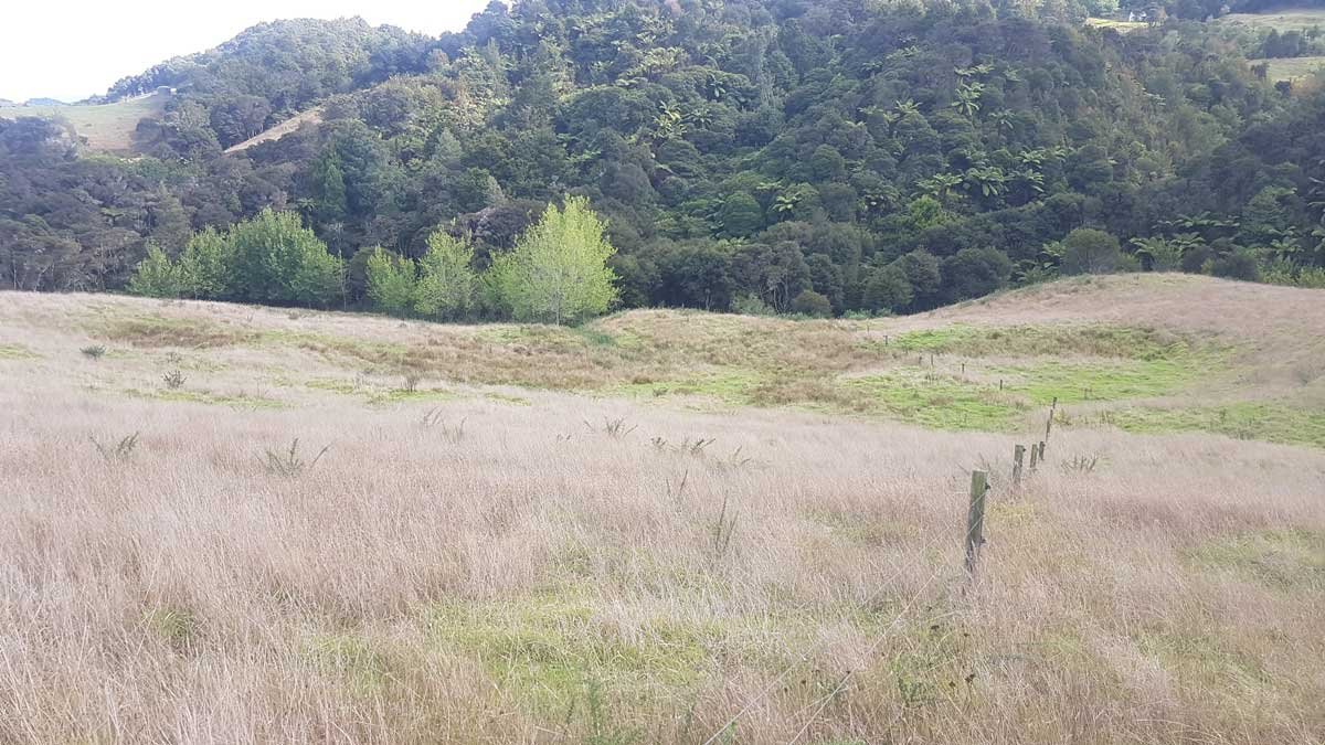 Wetland area taken from the top of the catchment, March 2020
