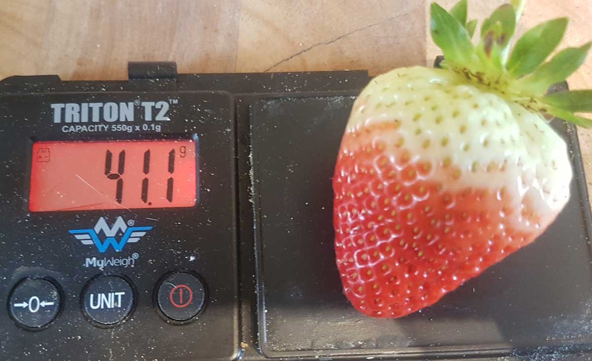 40g strawberry grown in 2020