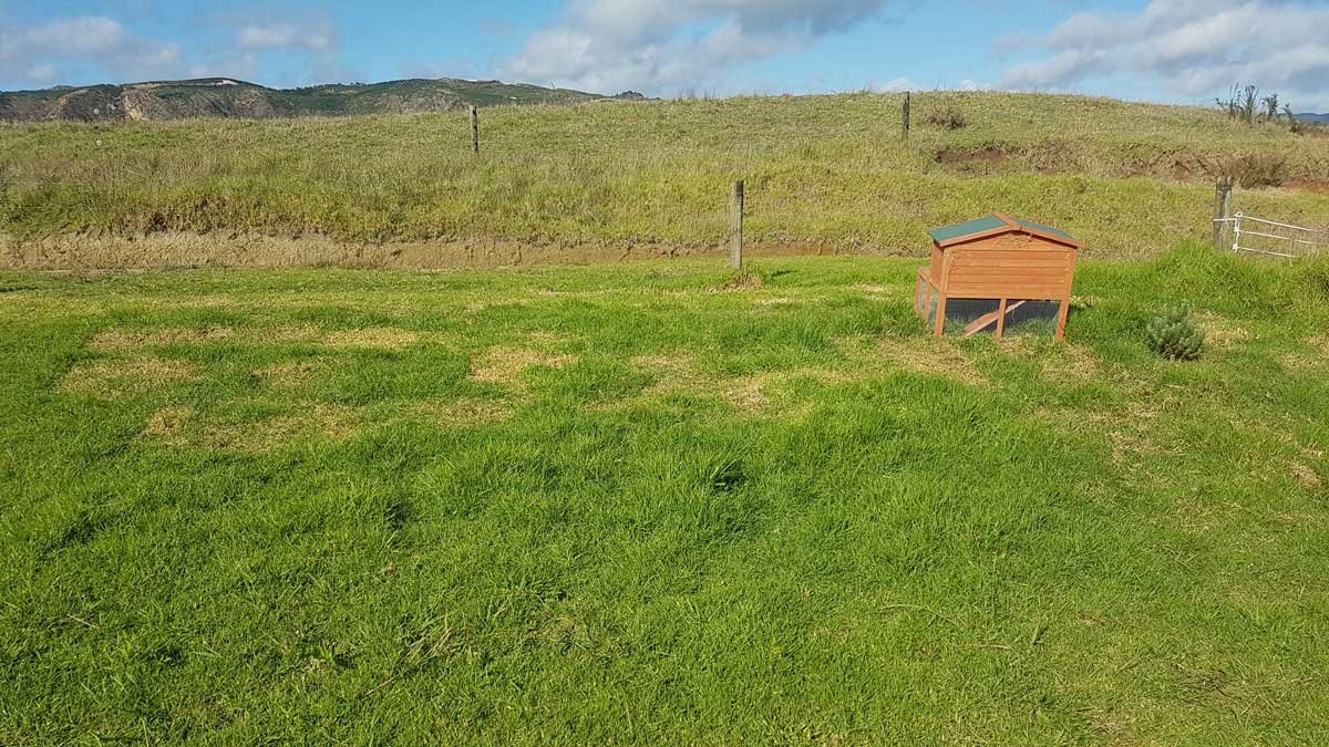 Bunbun's cage and the grass he mowed