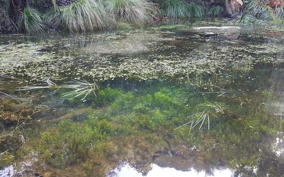 The clear waters of our bush pond