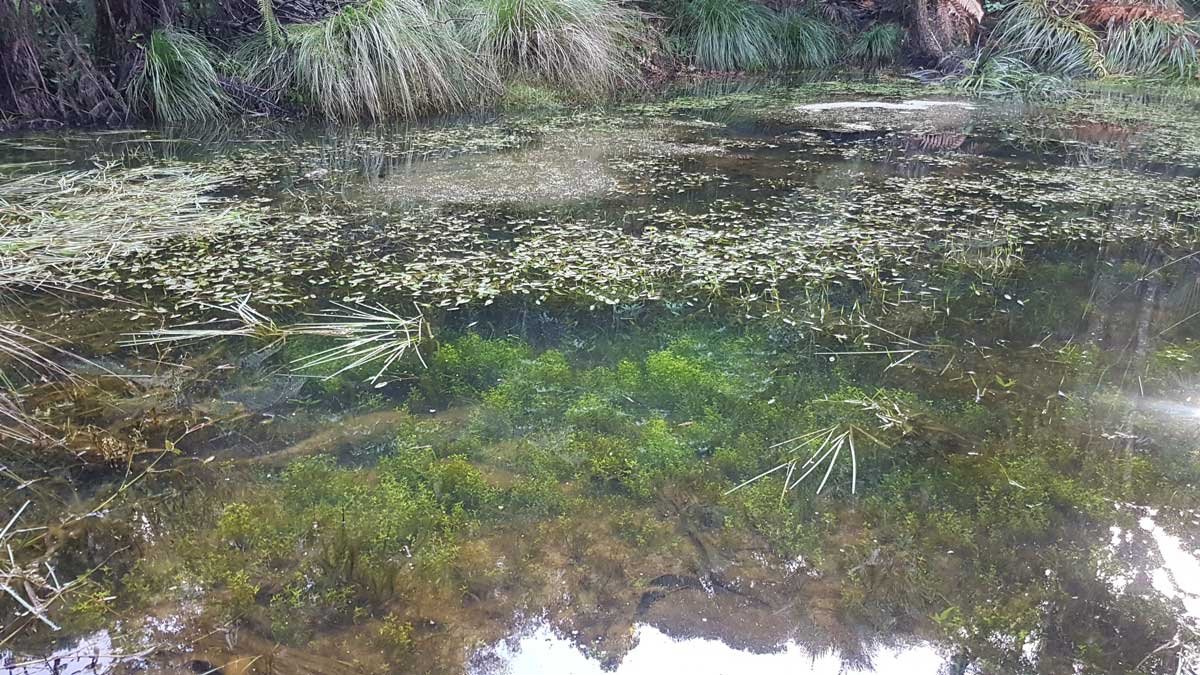 The clear waters of our bush pond