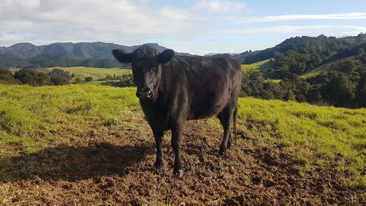 a black cow on a sunny day a black cow on a sunny day