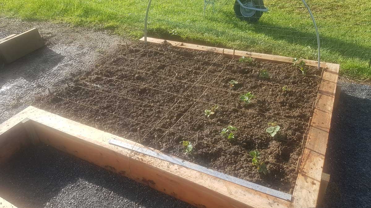 Strawberries being planted into the bed