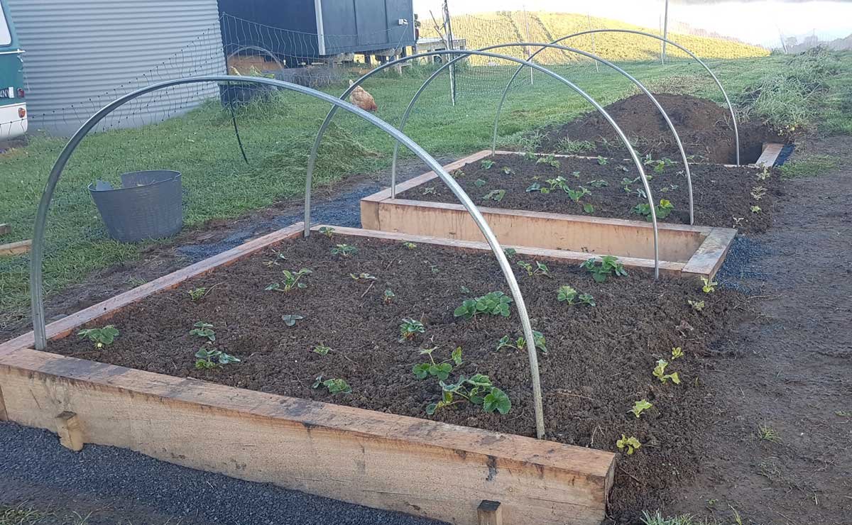 new strawberry beds