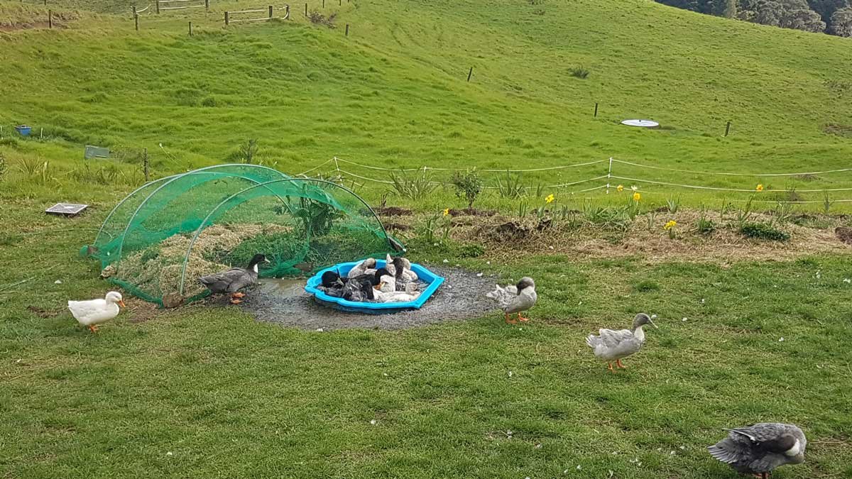 Ducks playing in the pond and watering the catnip