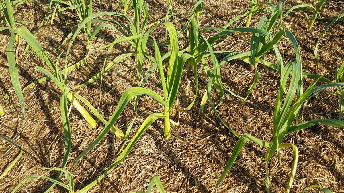 Garlic fattening up, August 2020 Garlic fattening up, August 2020