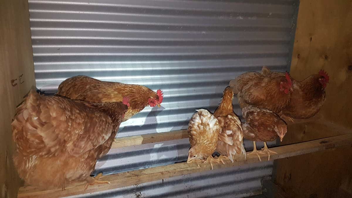 The new girls moving into the clean coop