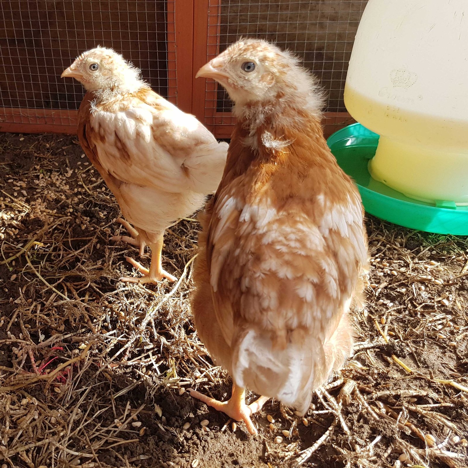Two baby Hyline chickens