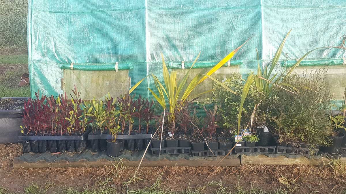 Native trees waiting outside the greenhouse for planting