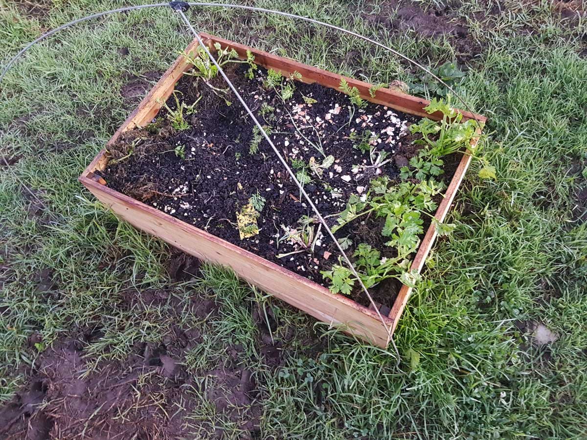 Pig damage to a garden bed in 2017