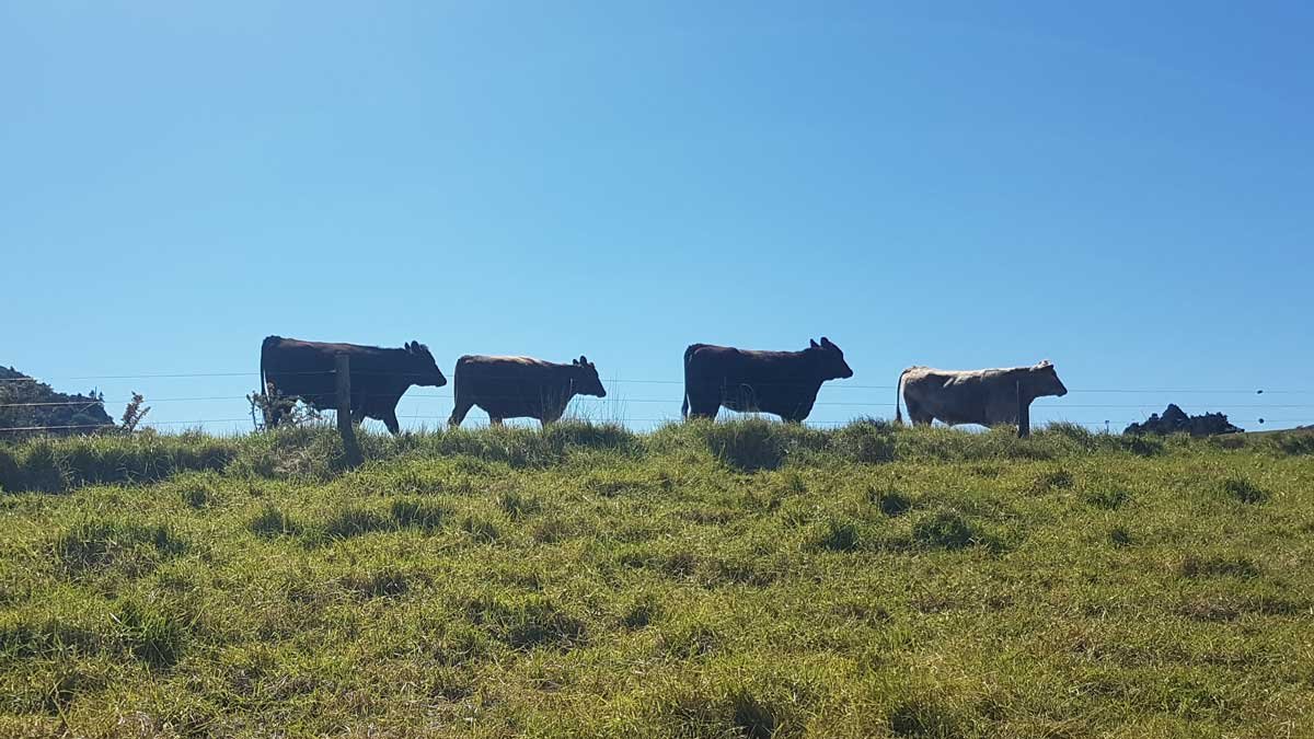 cows on the horizon