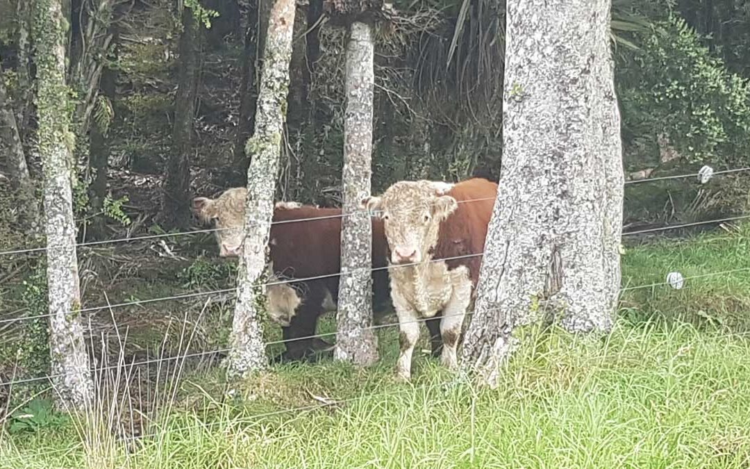 A couple of herefords in our bush